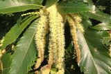 Sweet chestnut.jpg